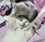 ちゃんりんのプロフィール画像