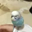 みうのプロフィール画像