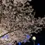 kiwiのプロフィール画像