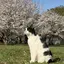 ®️のプロフィール画像
