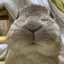 とりすのプロフィール画像