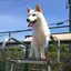 あんなのプロフィール画像