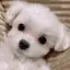 まこのプロフィール画像