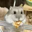 ayuのプロフィール画像