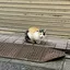 こちゅじゃーんのプロフィール画像