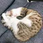 chiakiのプロフィール画像