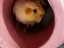 sachiのプロフィール画像