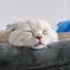 めめのプロフィール画像