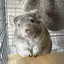 かりんのプロフィール画像