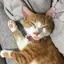 コマのプロフィール画像