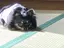 冴依のプロフィール画像