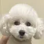 あおのプロフィール画像