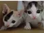 svtのプロフィール画像