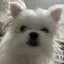 しょうこのプロフィール画像