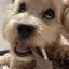 わかなのプロフィール画像
