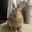 かーりーのプロフィール画像