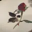 nonoのプロフィール画像