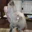 うささぷのプロフィール画像