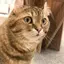 はなのプロフィール画像