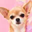 chiccicoのプロフィール画像