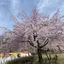 LASKAのプロフィール画像