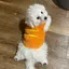 鮎加のプロフィール画像