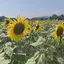 まえだのプロフィール画像