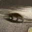 ゆきのプロフィール画像