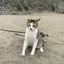 あゆみのプロフィール画像