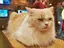 黒猫のプロフィール画像