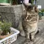 ayakaのプロフィール画像