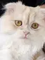 たむきのプロフィール画像