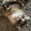 むぎのプロフィール画像