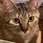 ょんのプロフィール画像