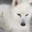 はのプロフィール画像