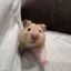 ゆのプロフィール画像