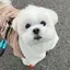 ぽのプロフィール画像