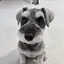 シュナのプロフィール画像