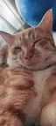 nagomiのプロフィール画像