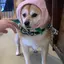 にょのプロフィール画像