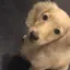 クロのプロフィール画像
