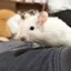 もちのプロフィール画像