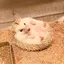 とうふのプロフィール画像