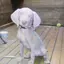 ダンボママのプロフィール画像