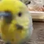 いちごのプロフィール画像