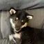 みみのプロフィール画像
