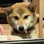 もえのプロフィール画像