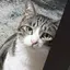 まるこのプロフィール画像