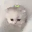 なぴのプロフィール画像