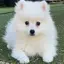 popoのプロフィール画像